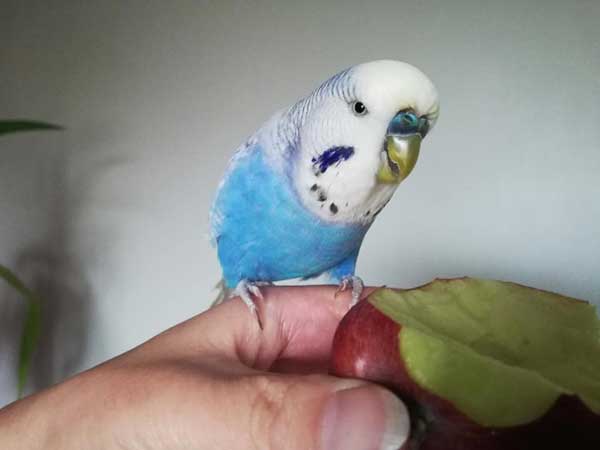 Can you feed Budgies to Apples