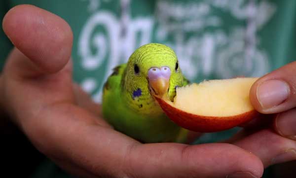 Can you feed Budgies to Apples