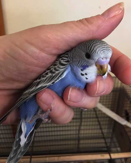 Can you feed Mealworms to Baby Budgies