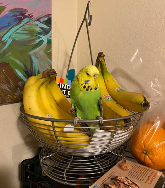 Can you feed bananas to baby budgies