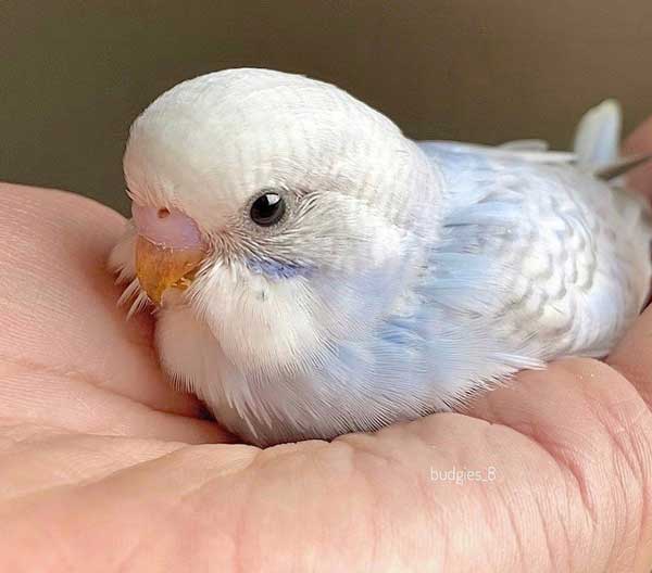 Can you feed bananas to baby budgies