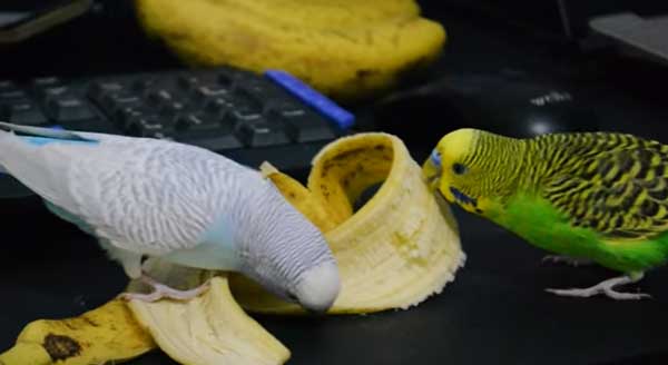 Can you feed bananas to budgies