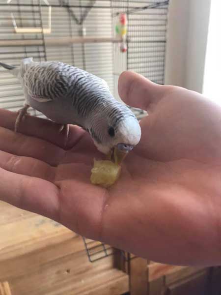 Can you feed cucumber to baby budgies