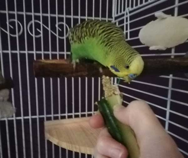 Can you feed cucumber to budgies