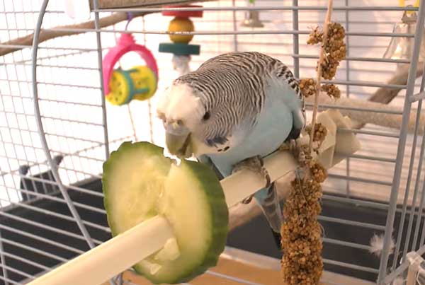 Can you feed cucumber to budgies