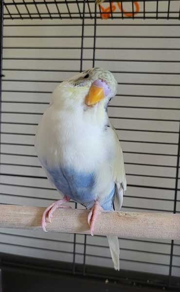 Can you feed grapes to baby budgies