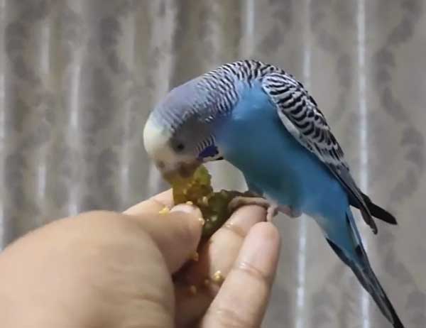 Can you feed grapes to budgies