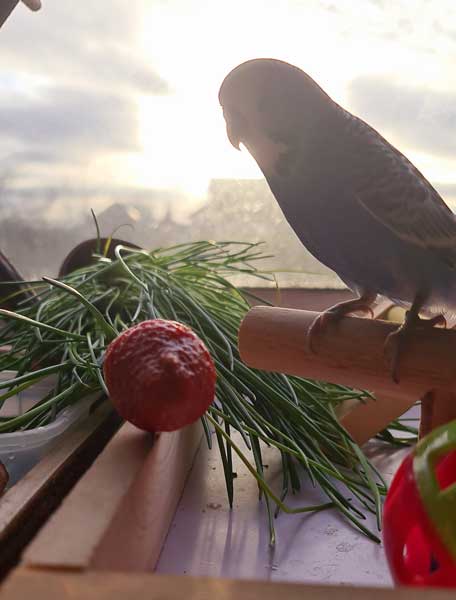 Can you feed strawberries to baby budgies