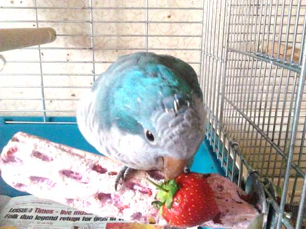 Can you feed strawberries to budgies