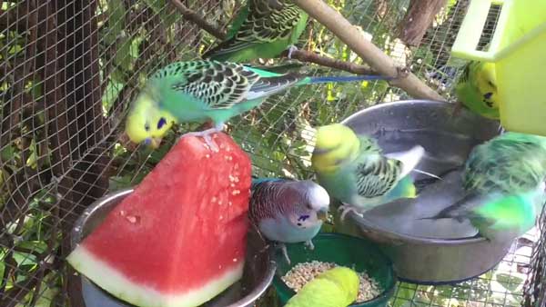 Can you feed watermelon to baby budgies