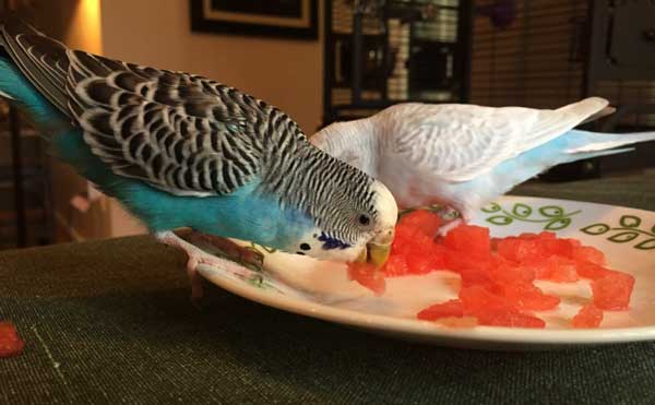 Can you feed watermelon to budgies