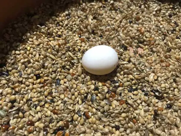 Can you touch a budgies egg