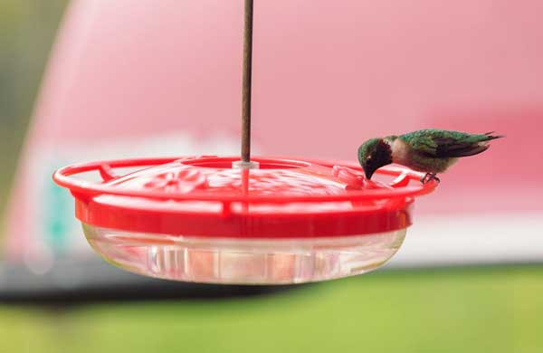 Clean the nectar feeders