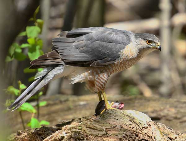 Cooper hawks