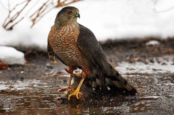 Cooper's hawk