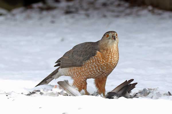 Cooper’s hawk