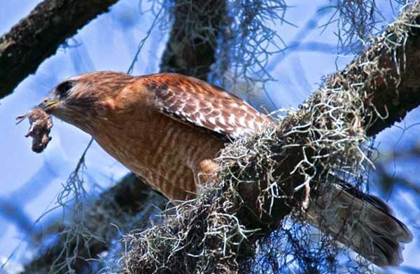 Cooper’s hawks