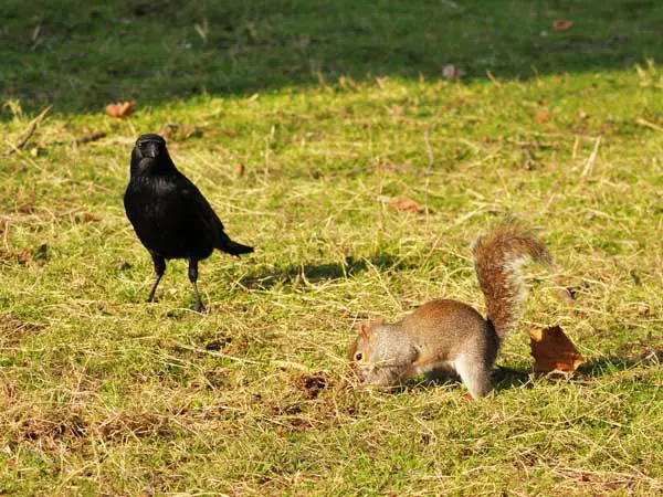 crows get along with squirrels