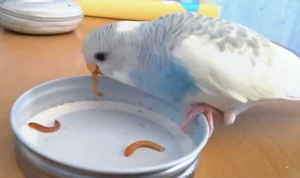 Do Budgies Like Mealworms