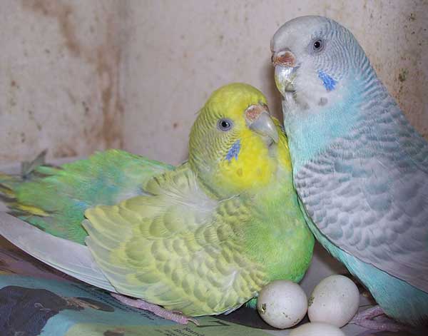 Budgie Eggs 101: All Your Questions Answered