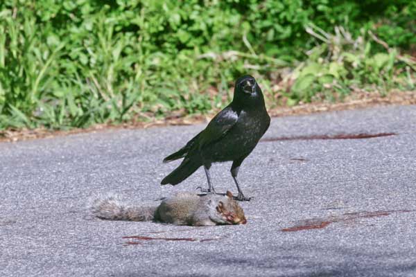 Do crows get along with squirrels
