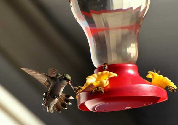 Do hummingbirds keep bees away
