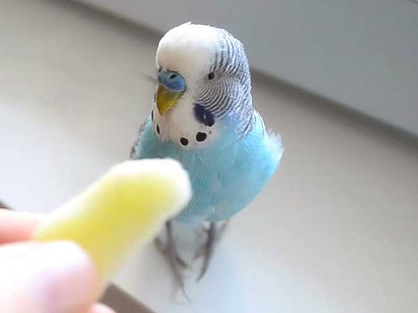 Fruits Budgie Should Not Eat