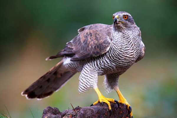 Goshawk