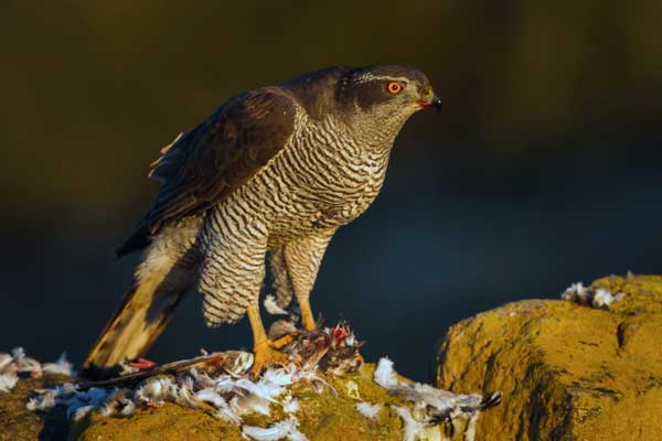 Goshawks