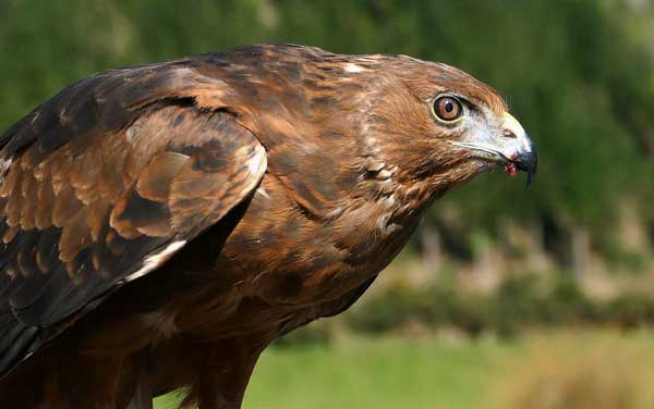 Harrier hawks