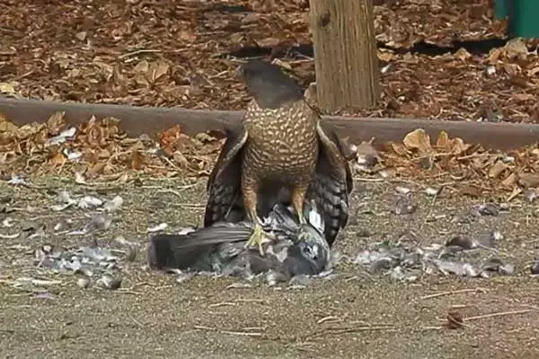 Hawk Attacks on Pigeons