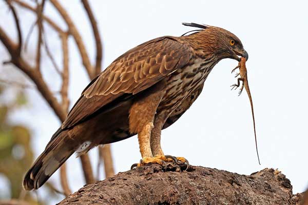 Hawk Pecks the Lizard