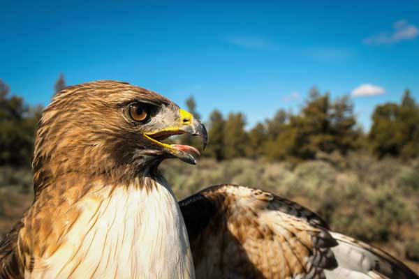 Hawk is Living Near Desert Areas