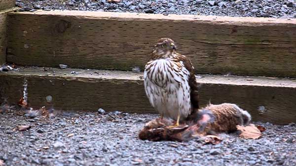 Do Hawks Eat Bunnies Let S Find Out In Details   Hawks Eat Bunnies 