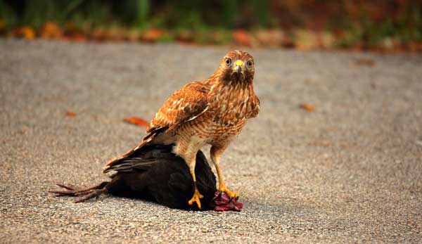 Hawks Pose Threat to Chickens