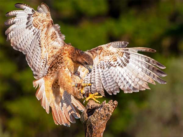 Hawks Eat Dead Foxes