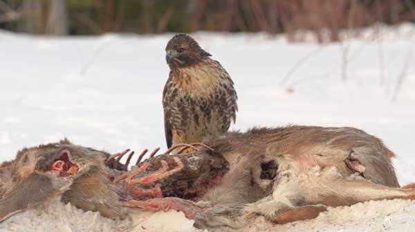 Hawks Eat Deer