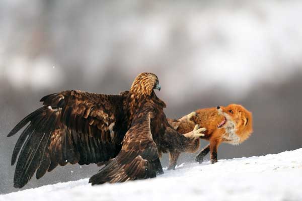 Hawks Eat Foxes