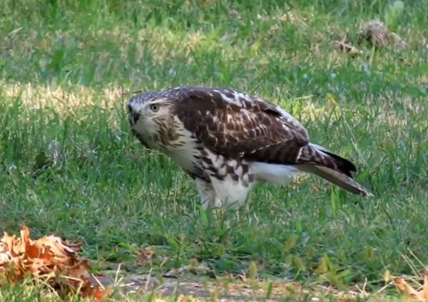 Hawks Eat Grasshoppers