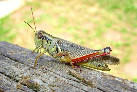 Grasshoppers