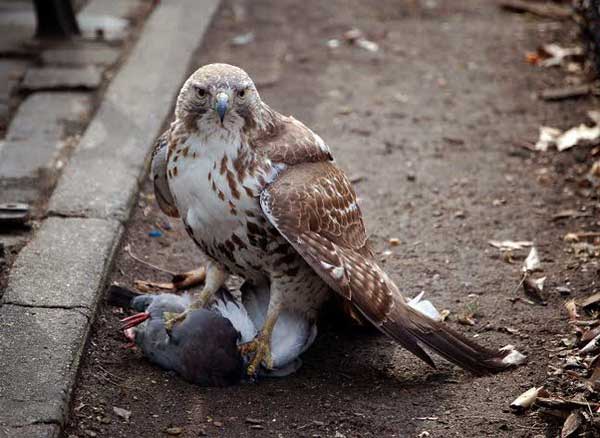 Hawks Eat Pigeons