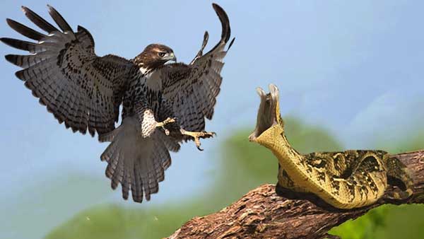 Hawks Eat Snakes