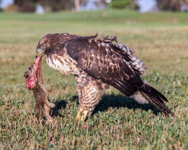 Hawks Eat Squirrels 