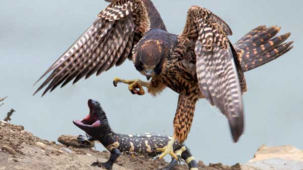 Hawks Hunt Lizards