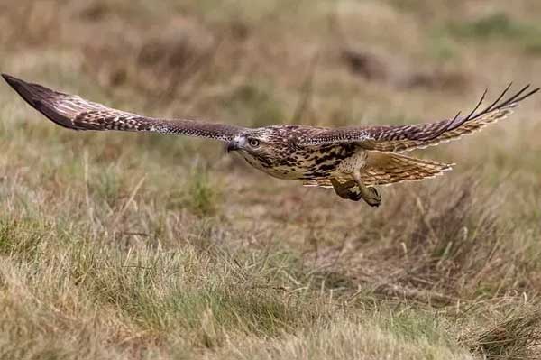 Hawks Hunting Techniques