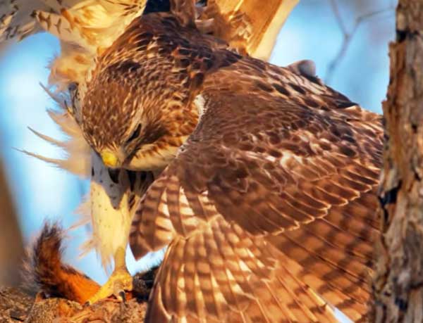 Hawks attack squirrels