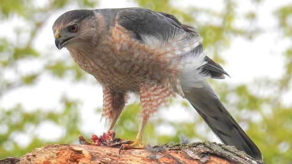 Hawks eat Grasshopper