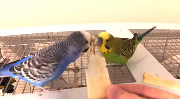 Health Benefits For Budgies Eating Apples