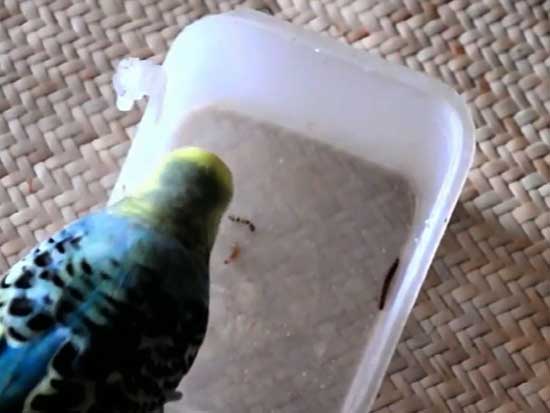 Health Benefits For Budgies Eating Mealworms