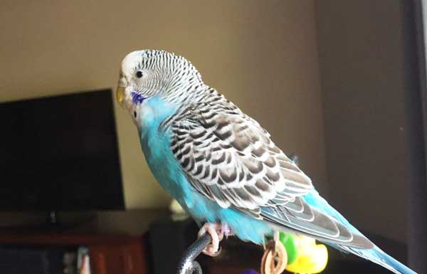 Health Benefits For Budgies Eating Raspberries